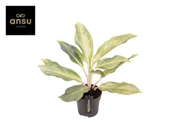 Aglaonema 'Aqua Green'