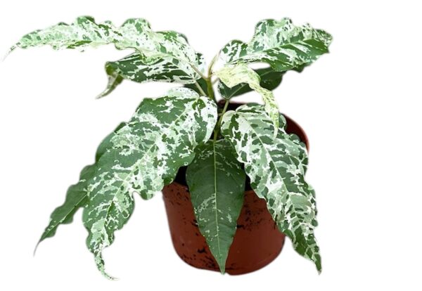 Ficus 'Snowstorm'