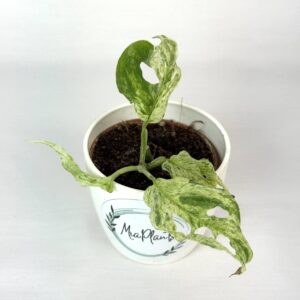 Monstera Frozen Freckles juurutamata pistik