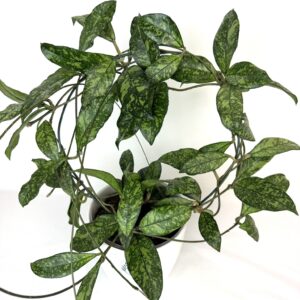 Vahalill Crassipetiolata Splash