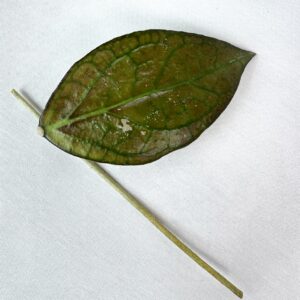 Vahalill Tequila Sunrise juurutamata pistik