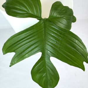 Filodendron Florida juurutamata pistik