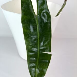 Filodendron Billietiae juurutamata pistik