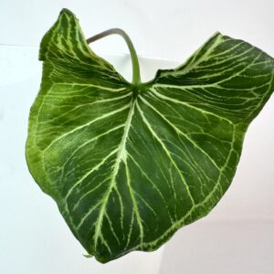 Sõrgköis Batik juurutamata pistik