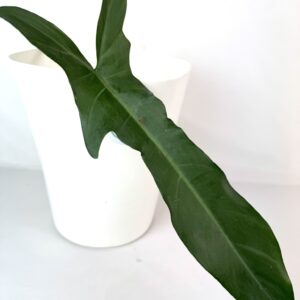 Filodendron Jerry Horne juurdumata pistik