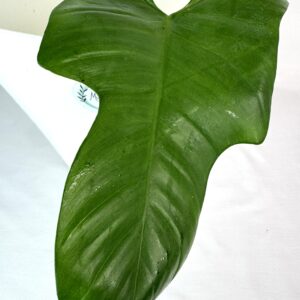 Filodendron bipennifolium juurutamata pistik