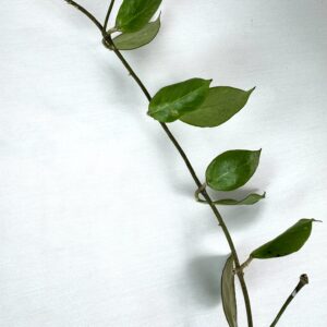 Vahalill Sunrise juurutamata pistik