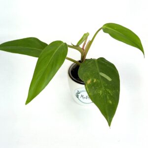 Filodendron White Princess