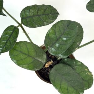 Vahalill villosa cao dang