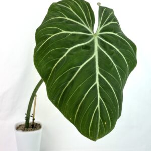 Filodendron Gloriosum Zebra juurdumata pistik