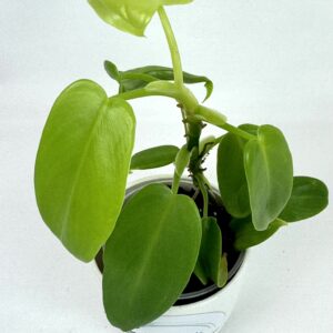 Filodendron Golden Violin