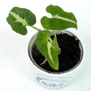 Sõrgköis Wendlandii