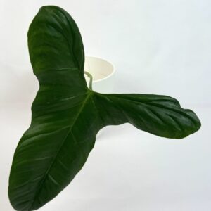 Filodendron Oxapapense juurdumata pistik