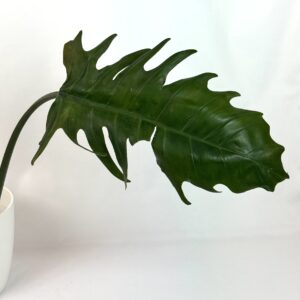 Filodendron Caramel Marble reverteerunud juurutamata pistik