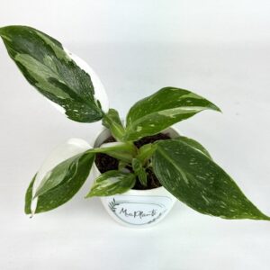 Filodendron White Princess