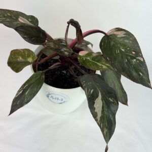 Filodendron Pink Princess