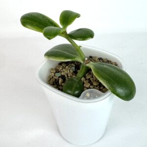 Crassula Ovata "Sakura Kagetshu Nishiki" Jade