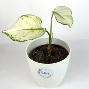 Aglaoneema White Joy