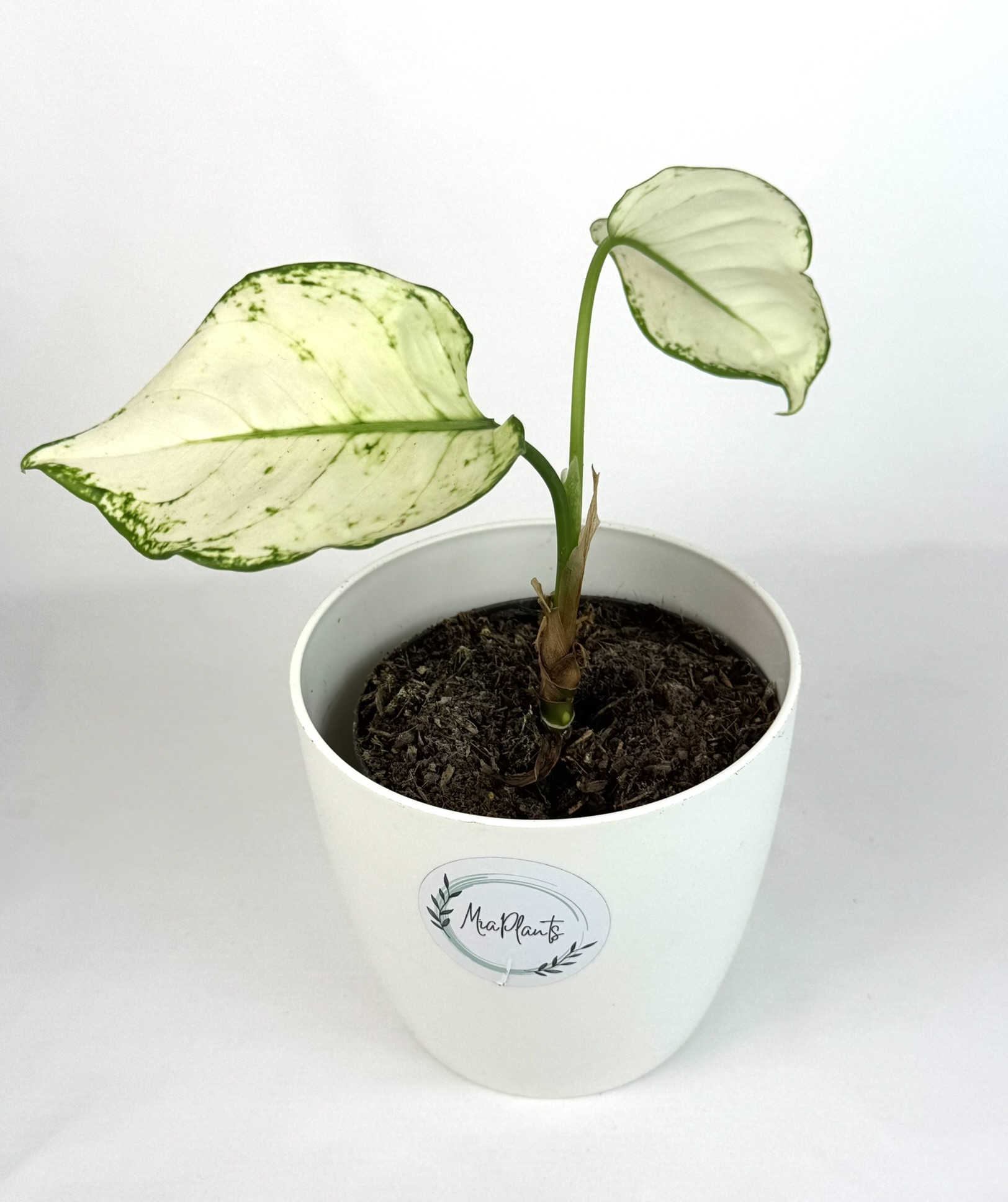 Aglaoneema White Joy