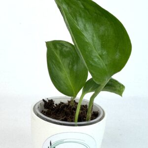 Epipremnum  'Shangri La'