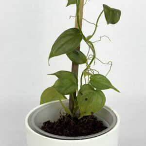 Filodendron brandtianum