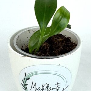 Rhaphidophora Decursiva