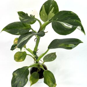 Filodendron White Wizard