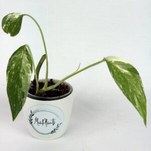 Epipremnum Pinnatum Albo