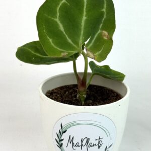 Anthurium crystallinum