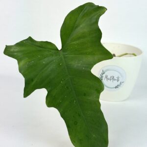 Filodendron Golden Dragon juurutamata pistik