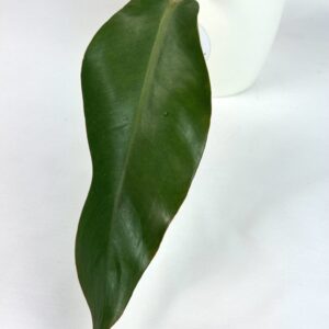 Filodendron Orange Marmelade juurutamata pistik