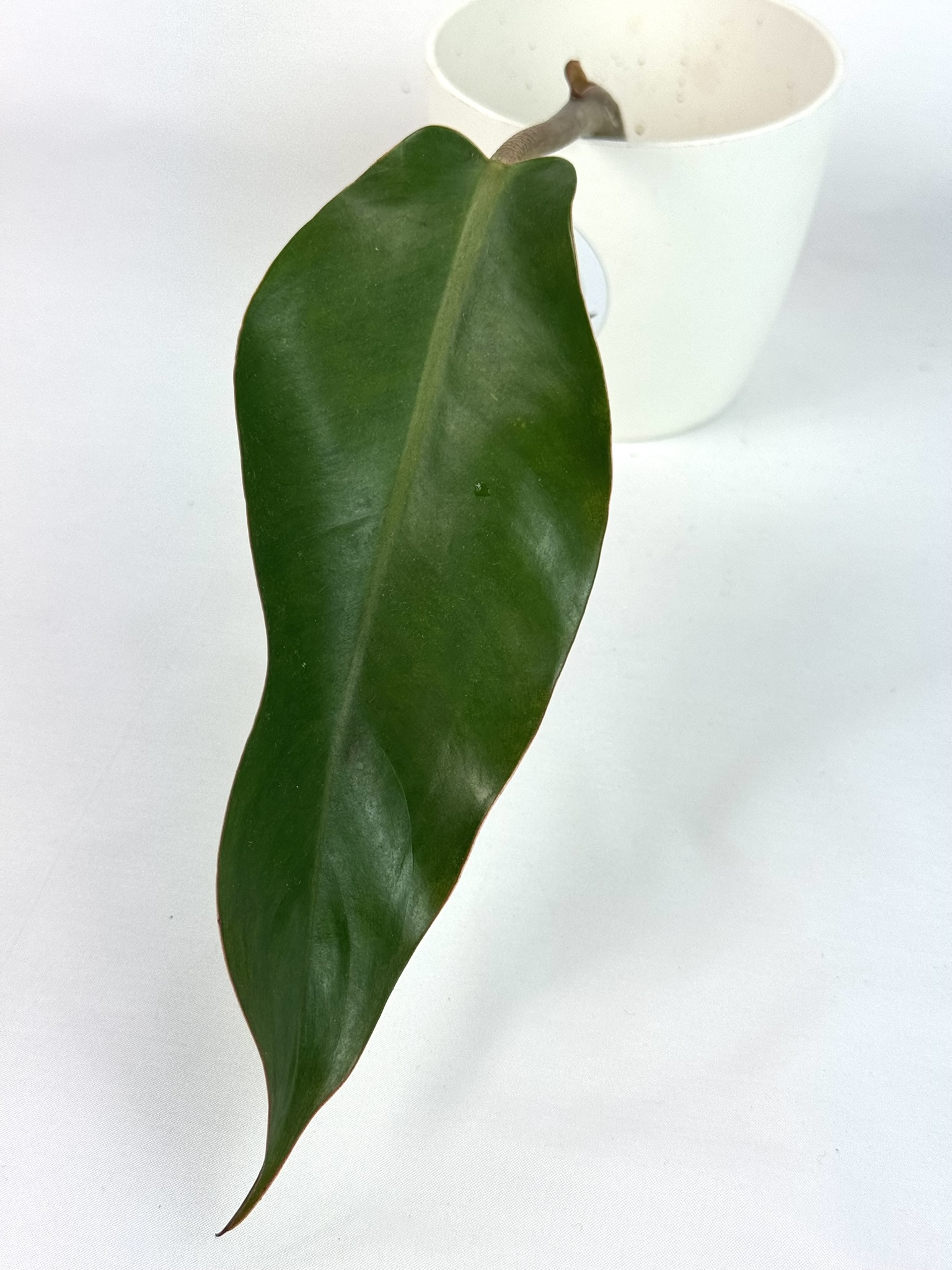 Filodendron Orange Marmelade juurutamata pistik