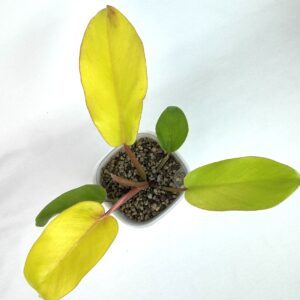 Filodendron Pin Thong