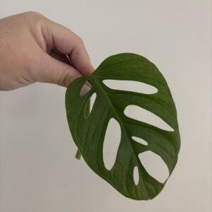 Monstera adansonii juurdumata pistik
