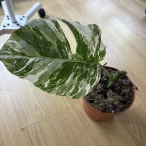 Monstera Albo