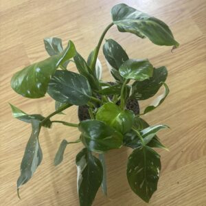 Filodendron White Princess