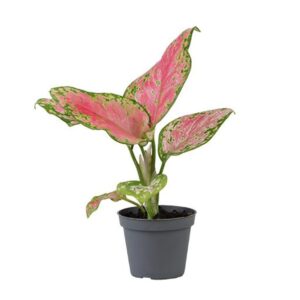 Aglaonema Red Valentine