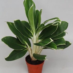 Aglaonema White Lime