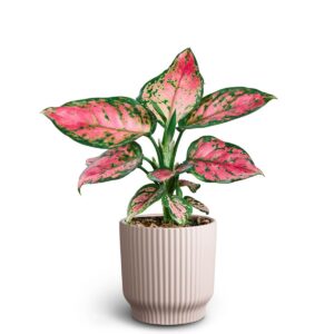 Aglaonema Commutatum Nordic Pinky