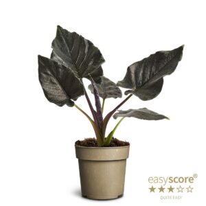 Alokaasia Antoro Velvet