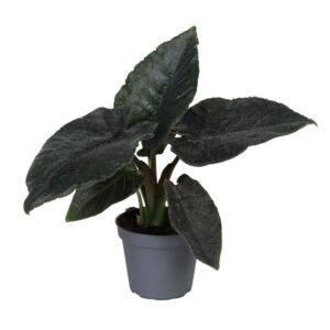 Alokaasia Antoro Velvet