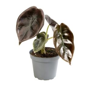 Alokaasia Cuprea Red Secret