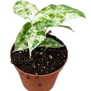 Alocasia odora Batik Variegata