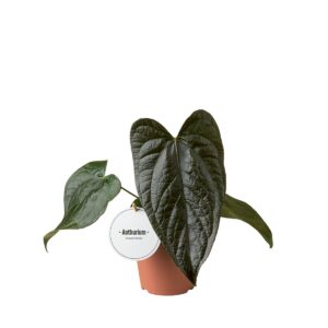 Antuurium Queen of Hearts