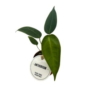 Anthurium Peltigerum