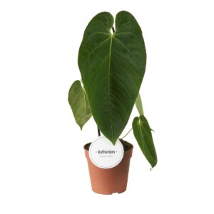 Antuurium Queremalense