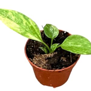 Antuurium Vittariifolium Variegata