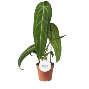 Antuurium Warocqueanum