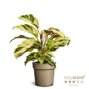 Calathea Yellow Miracle