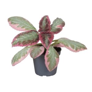 Episcia Pink Brocade